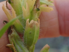 Castilleja miniata fulva