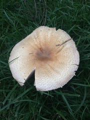 Agaricus nanaugustus