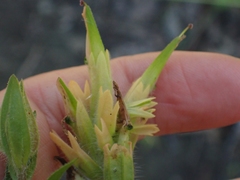 Castilleja miniata fulva