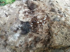 Aphaenogaster subterranea