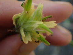 Castilleja miniata fulva