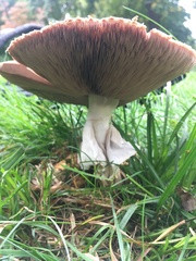 Agaricus nanaugustus