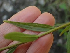 Castilleja miniata fulva