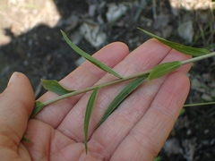 Castilleja miniata fulva