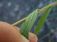 Castilleja miniata fulva