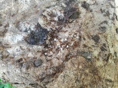 Aphaenogaster subterranea