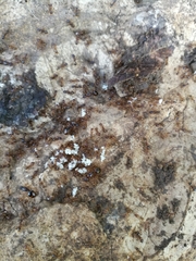 Aphaenogaster subterranea