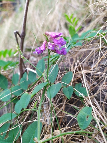 Amur vetch