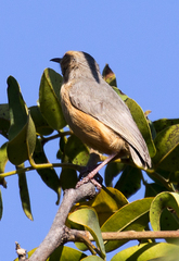 Sylvietta rufescens pallida