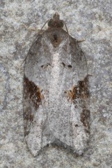 Acleris macdunnoughi