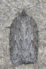 Acleris maximana
