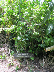 Chamaedorea tepejilote