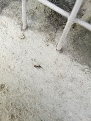 Crematogaster scutellaris