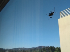 Leptoglossus clypealis