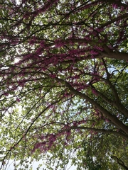 Cercis siliquastrum