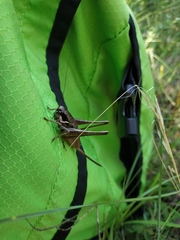 Pholidoptera pustulipes