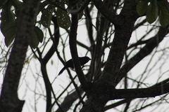 Amblycercus holosericeus