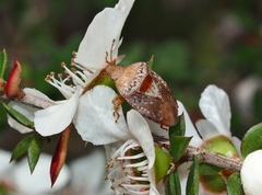 Eupolemus tasmanicus