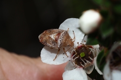 Eupolemus tasmanicus