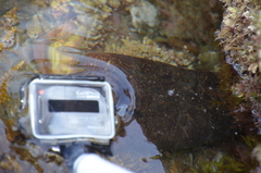Gymnothorax mordax