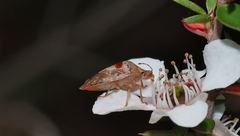 Eupolemus tasmanicus