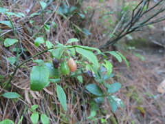Vaccinium japonicum lasiostemon