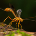 Long-tailed Giant Ichneumonid Wasp - Photo (c) Thomas Shahan, some rights reserved (CC BY-NC), uploaded by Thomas Shahan