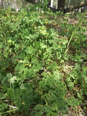 Medicago arabica
