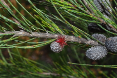 Allocasuarina monilifera