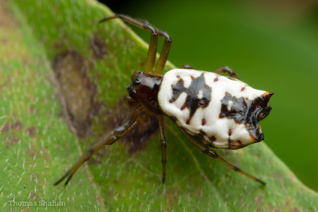 White Micrathena
