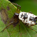 White Micrathena - Photo (c) Thomas Shahan, some rights reserved (CC BY-NC), uploaded by Thomas Shahan
