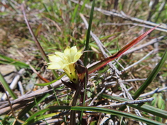 Gentiana scabrida