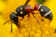 Leptochilus bellulus