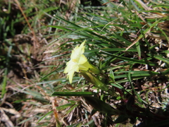 Gentiana scabrida