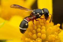 Leptochilus bellulus