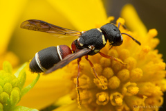 Leptochilus bellulus
