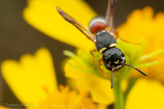 Leptochilus bellulus