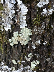 Fungi