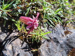 Silene morrisonmontana