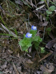 Veronica persica