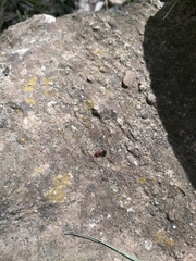 Crematogaster scutellaris