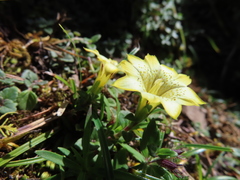 Gentiana scabrida