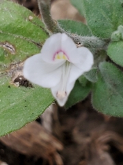 Carlowrightia torreyana
