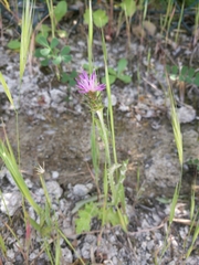 Carduus pycnocephalus