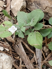 Carlowrightia torreyana