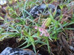 Silene morrisonmontana
