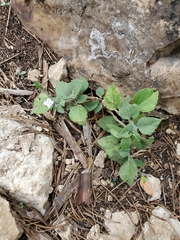 Carlowrightia torreyana