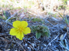 Potentilla matsumurae