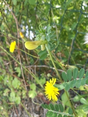 Vicia hybrida