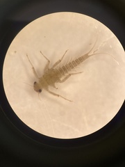 Acentrella